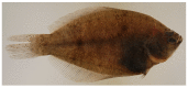Figure 33