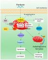 Figure 32