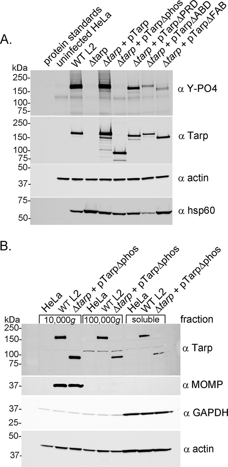 FIG 3