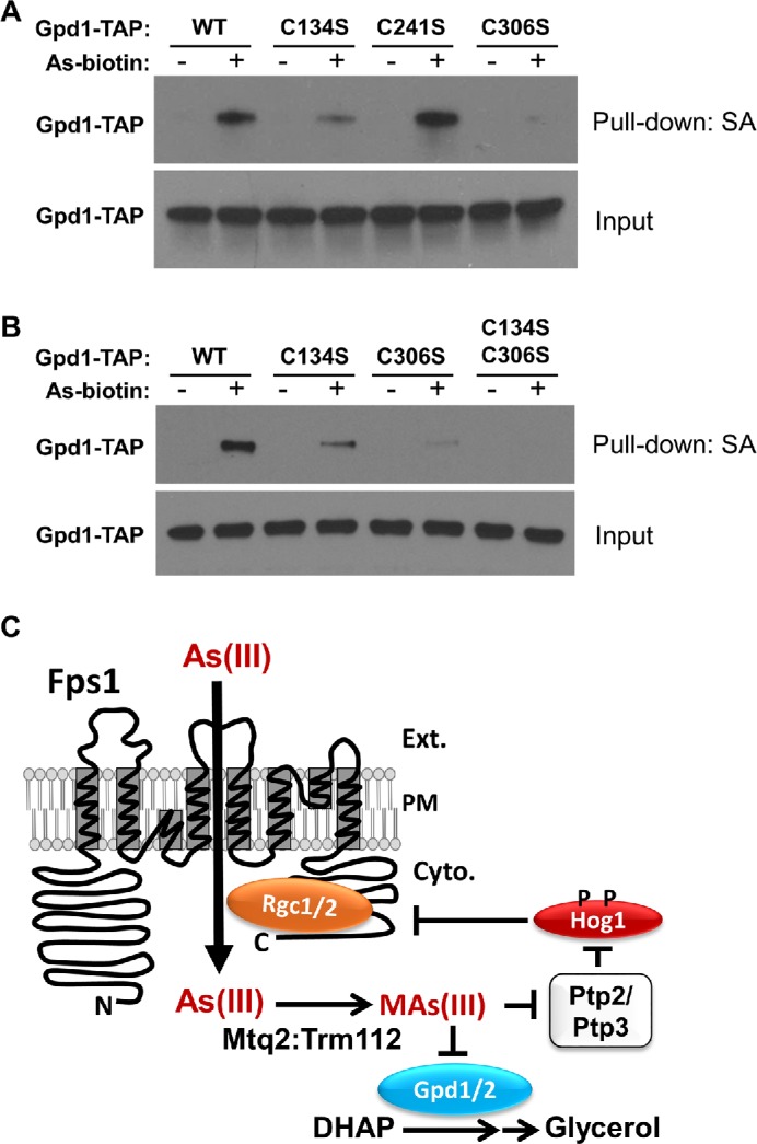 FIGURE 3: