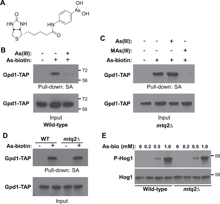 FIGURE 2: