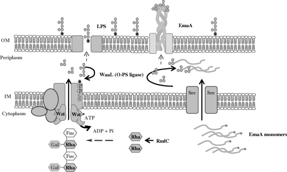 FIG. 7.