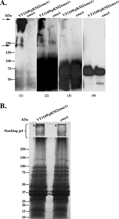 FIG. 5.