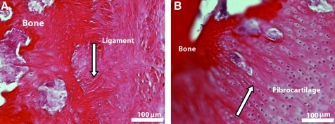 FIG. 7.