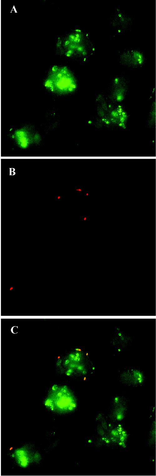 FIG. 2.