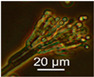 graphic file with name pathogens-11-01171-i044.jpg