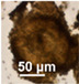 graphic file with name pathogens-11-01171-i008.jpg