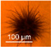 graphic file with name pathogens-11-01171-i034.jpg