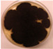 graphic file with name pathogens-11-01171-i009.jpg