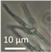graphic file with name pathogens-11-01171-i040.jpg