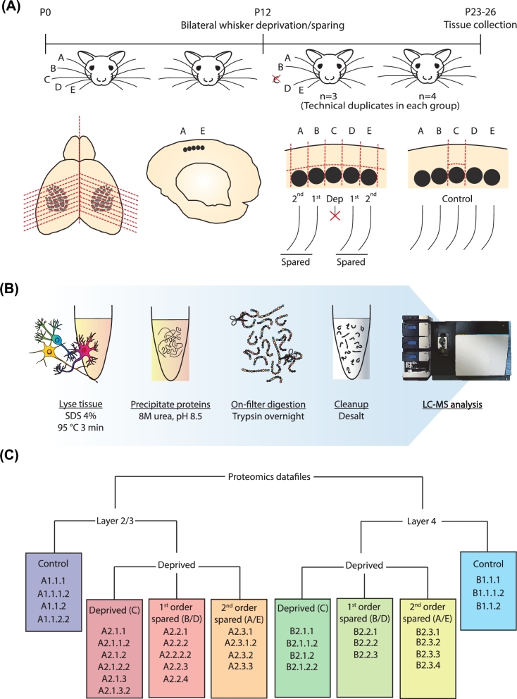 Figure 1: