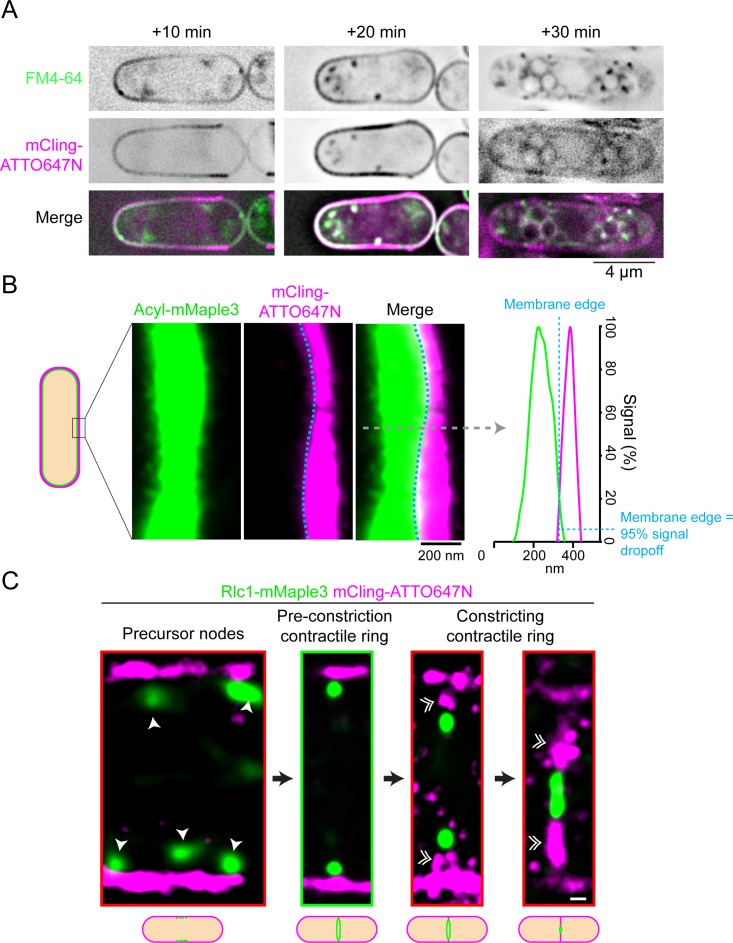 Figure 1—figure supplement 1.