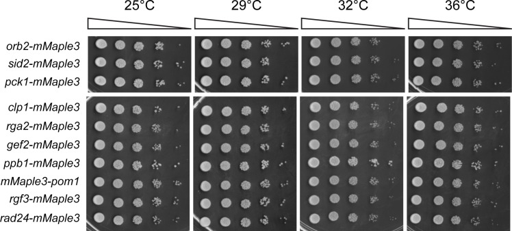 Figure 3—figure supplement 2.