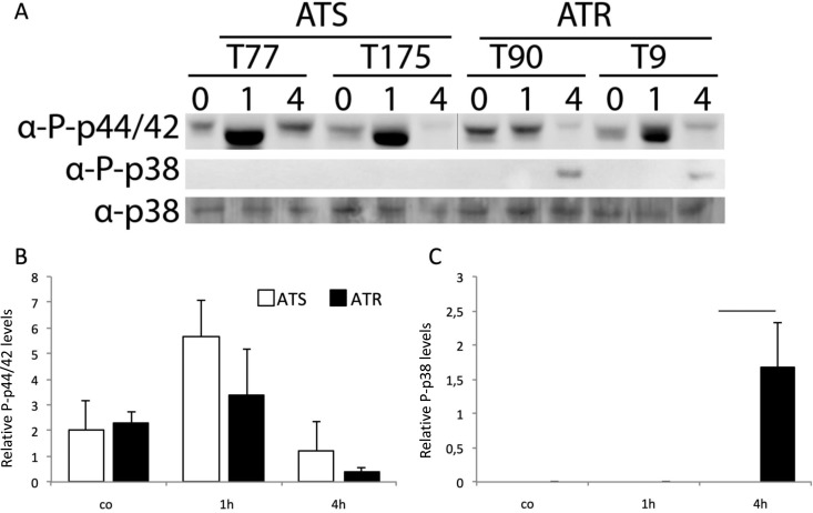 FIG 6