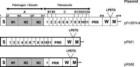 FIG. 1.