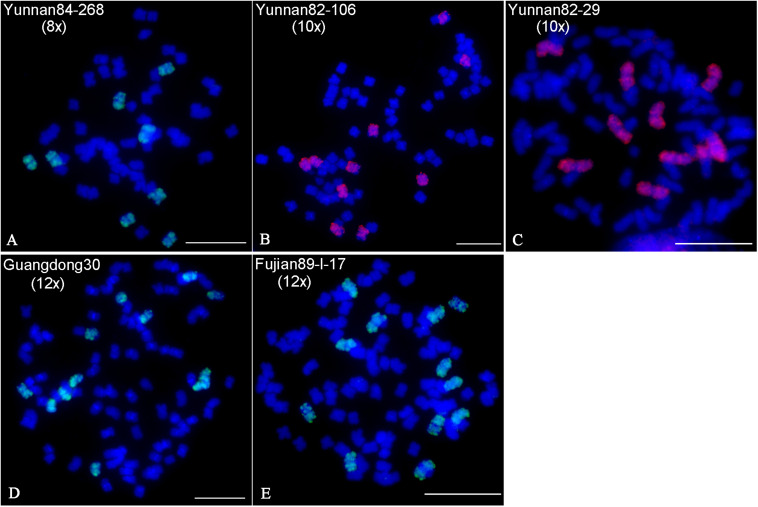 FIGURE 2