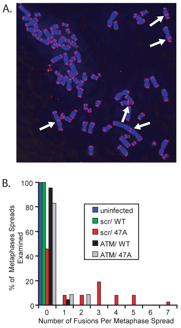 Fig. 6