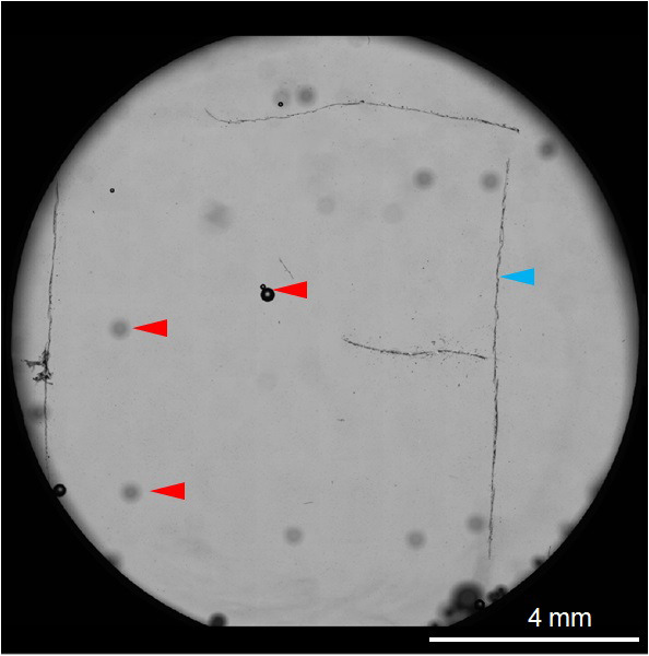 Imaging Viper-labeled Cellular Proteins By Correlative Light And 