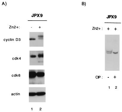 FIG. 6