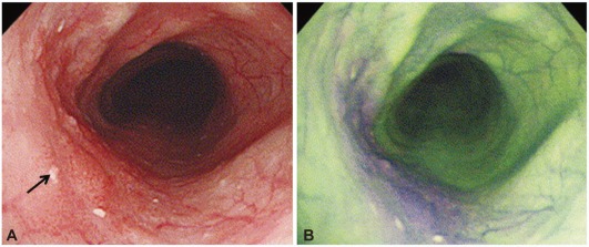 Fig. 8