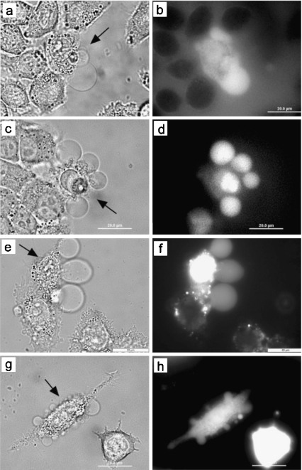 Fig. 3