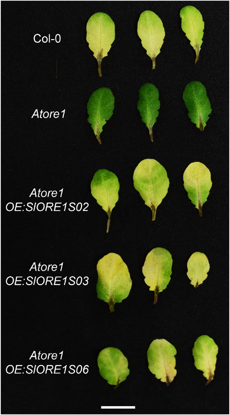 Figure 6.