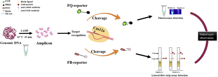 FIGURE 6