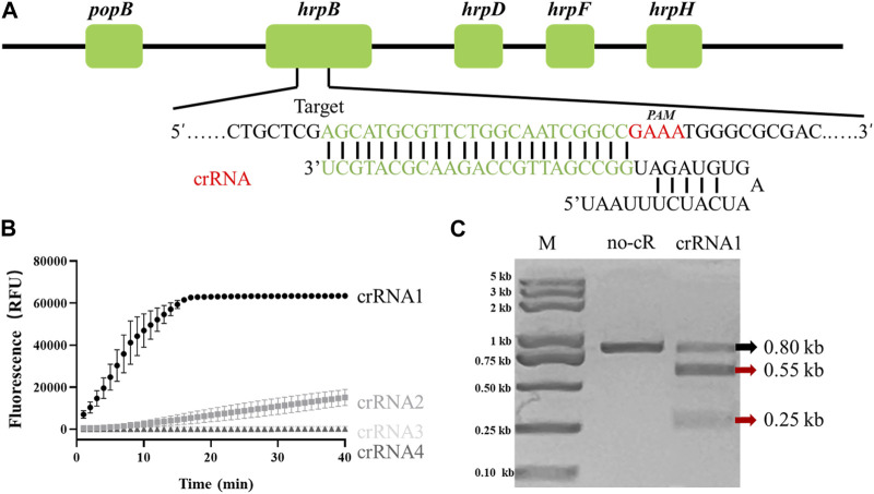 FIGURE 1