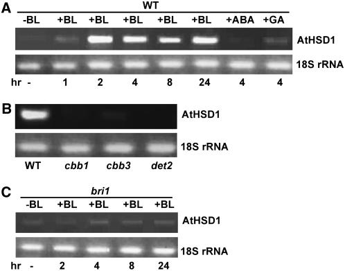 Figure 7.