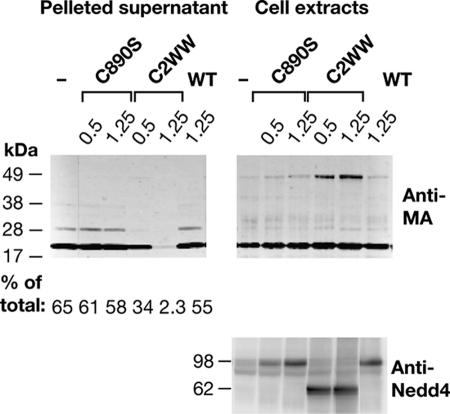 FIG. 4.