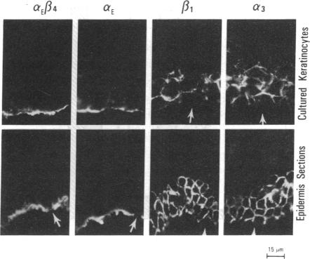 graphic file with name pnas01042-0422-b.jpg