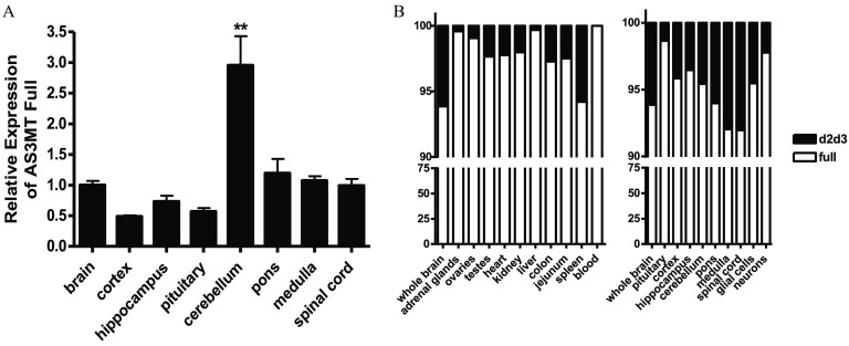 Figure 3A is a bar graph, plotting relative expression of A S 3 M T full, ranging from 0.0 to 3.5 in increments of 0.5 (y-axis) across brain, cortex, hippocampus, pituitary, cerebellum, pons, medulla, and spinal cord (y-axis). Figure 3B is a set of two stacked bar graphs, ranging from 0 to 75 in increments of 25 and 90 to 100 in increments of 5 (y-axis) across whole brain, adrenal glands, ovaries, testes, heart, kidney, liver, colon, jejunum, spleen, and blood and across whole brain, pituitary, cortex, hippocampus, cerebellum, pons, medulla, spinal cord, glial cells, and neurons (x-axis), respectively, for d 2 d 3 and full.