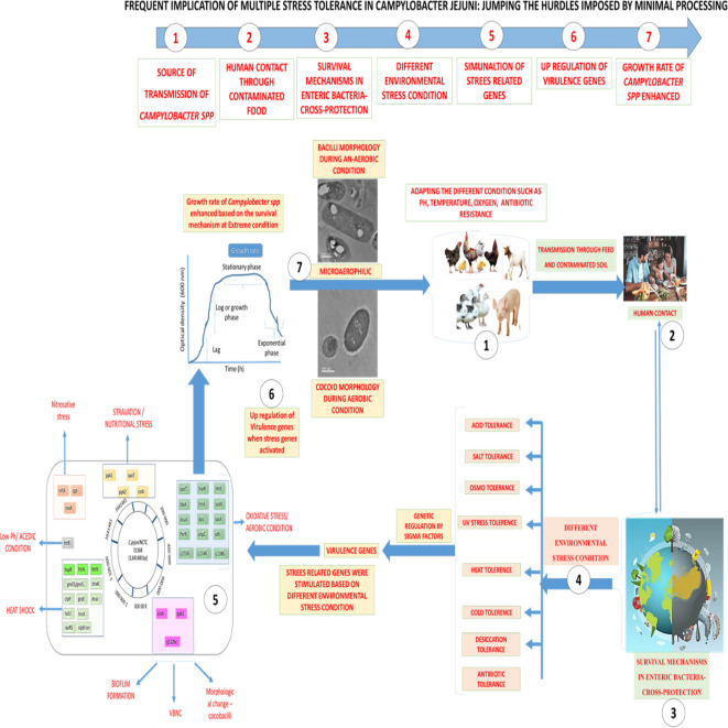 Graphical Abstract