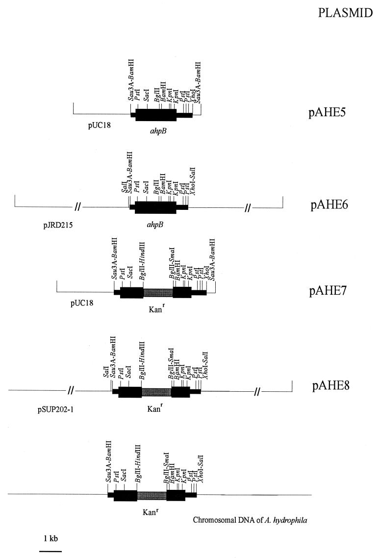 FIG. 1