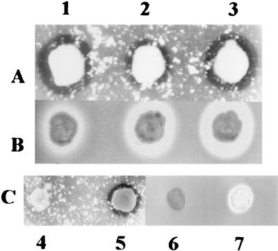 FIG. 7