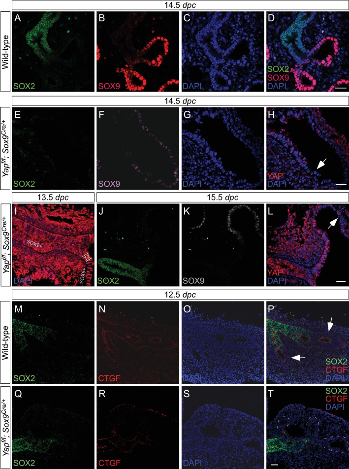 Figure 3—figure supplement 1.