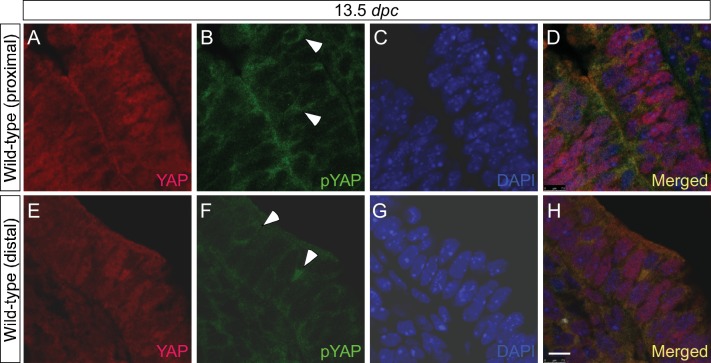 Figure 1—figure supplement 2.