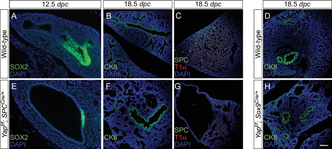 Figure 4—figure supplement 1.