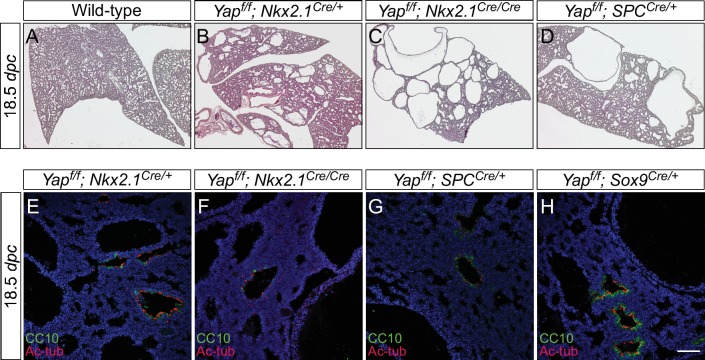 Figure 3—figure supplement 5.