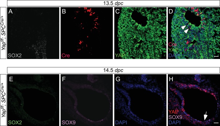 Figure 3—figure supplement 2.