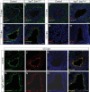 Figure 2—figure supplement 3.