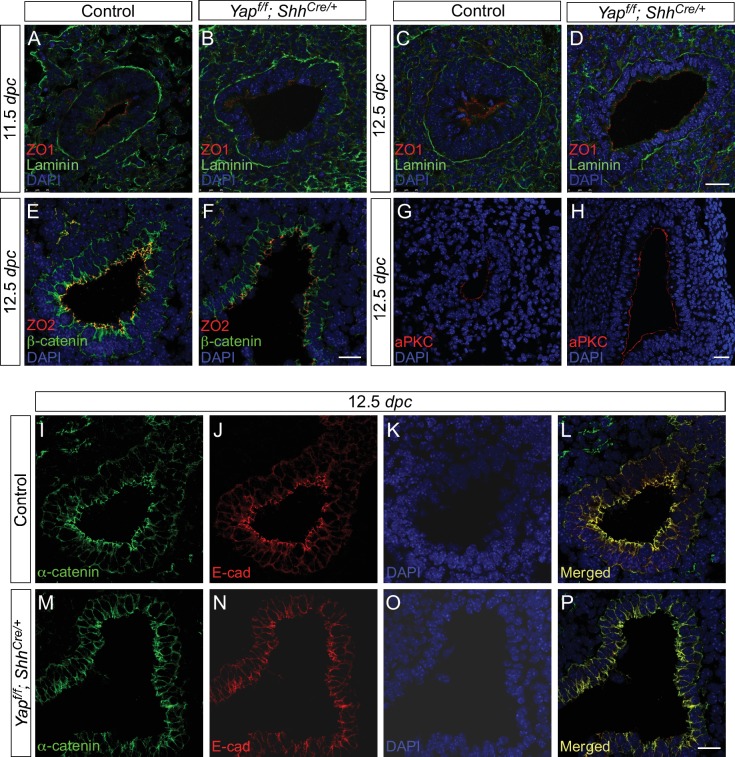 Figure 2—figure supplement 3.