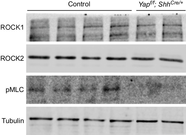 Figure 7—figure supplement 1.