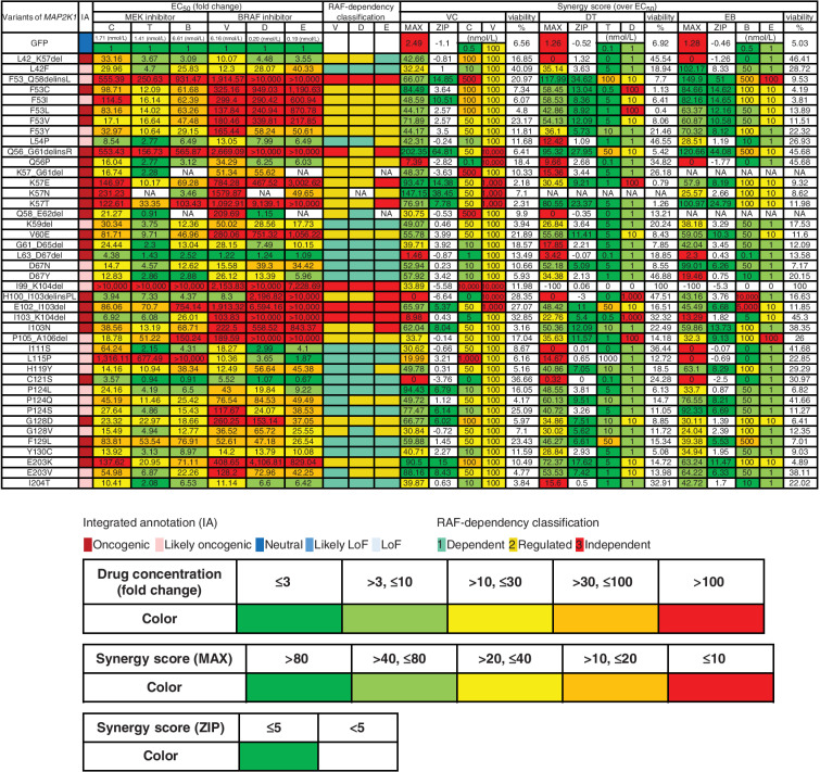 Figure 5. Assessment of drug sensitivity and synergy for oncogenic MAP2K1 variants. The drug sensitivities of the indicated oncogenic MAP2K1 variant mutants were categorized into five levels; ≤ 3 (green), > 3, ≤ 10 (yellow-green), > 10, ≤ 30 (yellow), > 30, ≤ 100 (orange), and > 100 (red) based on the fold change (to GFP) of the IC50 value for each drug against each mutant. The maximum synergistic effect among the combinations of concentrations above the IC50 was calculated and concentrations of BRAF and MEKis in the case shown on the right side were categorized into five levels; > 80 (green), > 40, ≤ 80 (yellow-green), > 20, ≤ 40 (yellow), > 10, ≤ 20 (orange), and ≤ 10 (red). The concentration of the drug in each case is displayed (nmol/L) and colored on the basis of the fold change of IC50 for GFP. The mean of the synergy effect is shown in the ZIP, where ≥ 5 (green) is defined as having a synergy effect.