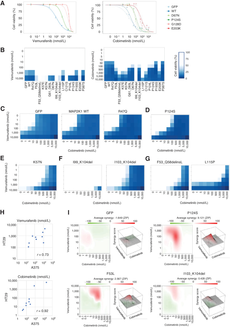 Figure 3. The individual sensitivity of MAP2K1 variants to combination therapy of BRAF and MEKi in A375 cells. A, A375 cells transduced with 4 MAP2K1 variants, WT, and GFP were treated with DMSO, a BRAF inhibitor (vemurafenib, right) or a MEKi (cobimetinib, left) at the concentrations indicated for 5 days. Cell viability was measured using the PrestoBlue cell viability assay. The relative viability of the treated cells was measured in comparison with drug-free treatment. Data were plotted as the mean ± SD (n = 3). B, A375 cells transduced with 16 variants, WT, GFP were treated with DMSO, BRAF inhibitor (left) or MEKis (right) for 5 days. The relative viability of the results is illustrated using color shading heatmap compared with drug-free treatment. Data were plotted as the mean ± SD (n = 3). C–G, Results of cell viability assay using combination treatment with two drugs at different concentrations for each individual variant color shading heatmap. C, Parental (GFP) and no function. D, RAF-dependent. E, RAF-regulated. F, RAF-independent. G, others. H, The variant sensitivities evaluated in A375 and HT-29 were well correlated (r = 0.73 for vemurafenib and r = 0.92 for cobimetinib). I, the synergistic effect of the combination therapy of vemurafenib and cobimetinib, and the average synergy of the four variants of GFP, P124S, F53L, and I103_K104del were calculated (Materials and Methods). Those with high synergy are highlighted in red in the 2D figure on the left and are highly represented in the 3D landscape on the right.