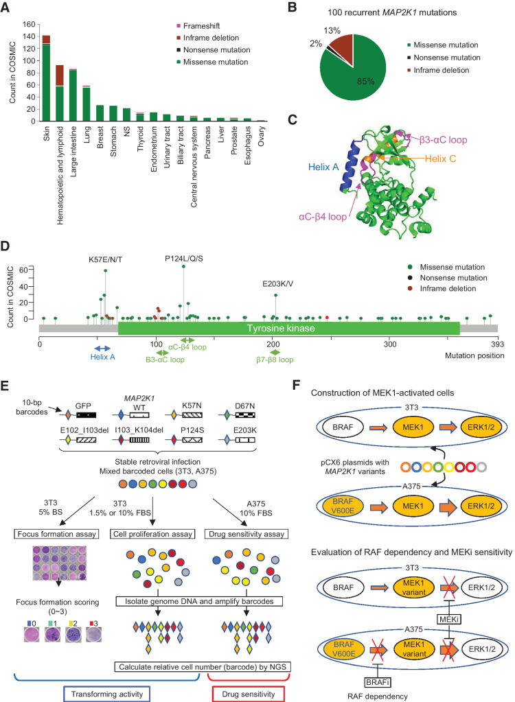 Figure 1. Spectrum of MAP2K1 variants, the structure of the MEK1 protein, and a schematic overview of the MANO method. A, Patterns of MAP2K1 mutations in various cancers. The bar charts illustrate the number of tumor samples with MAP2K1 mutations in the COSMIC database for each cancer type. Mutation types are coded in green (missense mutation), black (nonsense mutation), light green (inframe deletion), pink (frameshift). B, circle chart showing the percentage of MAP2K1 mutation types selected in this study. C, Categorization of MEK1 mutations in the crystal structure location. Helix A (blue), Helix-C (orange), β3-αC loop and αC-β4 loop (pink) are highlighted. D, Distribution of MAP2K1 mutations detected in the COSMIC database. E, Schematic representation of the MANO method. 3T3 cells and A375 cells were infected with recombination retrovirus-expressing MAP2K1 variants with individual 10 bp barcodes. The transforming activity of MAP2K1 variants in 3T3 cells was evaluated using a focus formation assay. Equal numbers of stabilized, transduced cells were mixed and cultured with two types of medium in 3T3 cells, or treated with drugs in A375 cells. Genomic DNA was extracted from the cells at the end of each experiment. The barcode sequences were PCR-amplified and subjected to deep sequencing to quantitate the relative abundance. F, Construction of MEK-dependent cells and evaluation of MEKi sensitivity against MEK1 variants. Both cell lines were transfected with MAP2K1 variants by retrovirus using pCX6 plasmid to generate MEK-dependent cell lines. MEK1-dependent 3T3 cells were assessed for drug sensitivity and RAF-dependency and sensitivity to MEKis was evaluated in A375 cells transfected with MAP2K1 variants, with or without RAF inhibitors.