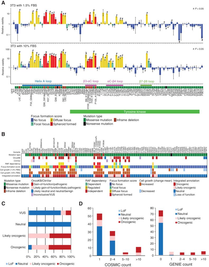 Figure 2. Transforming activity and functional annotation of MAP2K1 variants. A, Fold change from day 0 to day 14 (10% FBS; bottom) or day 17 (1.5% FBS; top) of 3T3 cells with respective MAP2K1 variants in the mixed cell population was computed using the MANO method and shown on a logarithmic scale as relative proliferation. Mutations with a relative proliferation significantly different from GFP (#) are shown (paired t test, P < 0.05). The color of the bars indicates the FFS based on the focus formation assay and sorted according to the amino acid position. The error bars quantify the mean fold change across the three replicates and indicate the standard error. B, For each of 100 MAP2K1 variants (at the top of this figure), the mutation types and clinical significance annotated in OncoKB and ClinVar databases are presented in the top 3 rows. Below that, RAF-dependency is shown according to Y. Gao and colleagues (41). Cell growth (1.5% or 10% FBS) is shown by increased (brown) and decreased (light blue) mutations (#) with significant differences in the cell growth assay (shown in Fig. 3A), respectively. C, The oncogenicity evaluated by the method is compared with that of OncoKB. OncoKB annotations are shown at the left of the stacked bar chart. D, The results of the focus formation assay and growth competition assay by the MANO method were summarized to annotate the oncogenicity of the variants according to the classification described in the method. The oncogenicity evaluated by this method is compared with the variant count number of COSMIC or AACR Project GENIE. Error bars indicate SD.