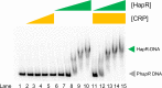 Figure 4—figure supplement 1.