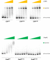 Figure 5—figure supplement 3.