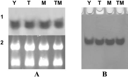 FIG. 5.